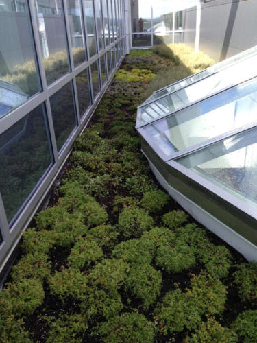 Green Roof2
